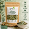 Feuilles d'Eucalyptus