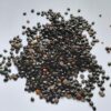 Graine de nigelle " habaa saouda"