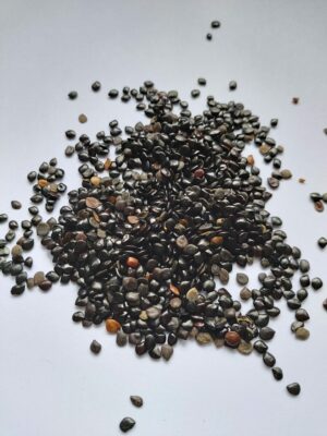 Graine de nigelle " habaa saouda"